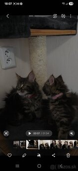Maine Coon - 17