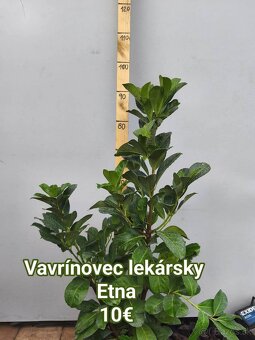 vavrínovec, červienka, cyprusovec, živý plot - 17