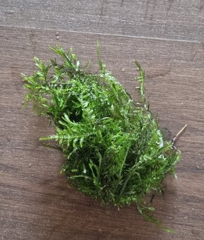 Predam rastliny do akvaria - 17