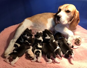 Bígel Beagle Bigl s PP FCI - 17