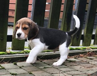 Bígel Beagle Bigl s PP FCI - 17