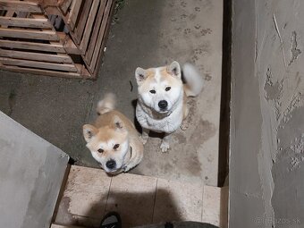 Akita Inu - 17