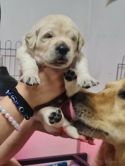 Zlatý retriever - šteniatka s PP, poslední 2 chlapci voľní - 17