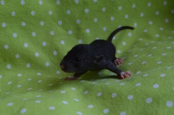 Potkaníky s rodokmeňom - rezervácie - 17