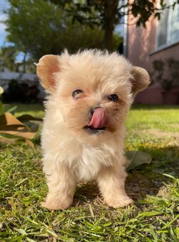 Maltipoo - 17