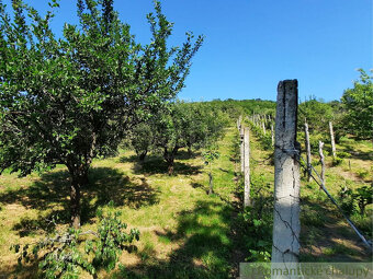 Viničný domček s altánkom, vinicou a ovocným sadom v Malýc - 17