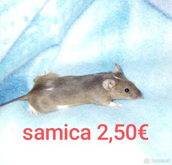 Farebné myši samice - 17