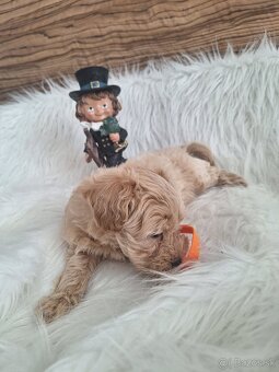 Maltipoo šteniatka, F1 - 17