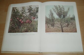 Štepenie, očkovanie a preštepovanie drevín - 17