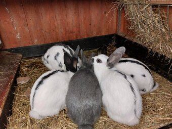 Králiky do chovu - 17