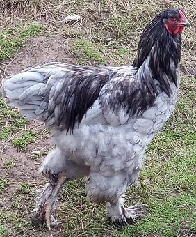 Mladé kohúty brahman - 17