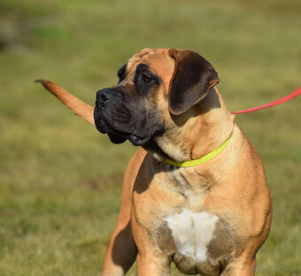 BOERBOEL BALLOTADA -2 FENY-10 MĚSÍCŮ-garance DKK,DLK,OCD - 17