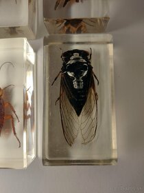 Exotický hmyz z celého sveta škorpión, chrobák, mucha, pavúk - 17