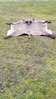 Predám vypracovanu kožu zlatého diviaka parožie zhody trofej - 17