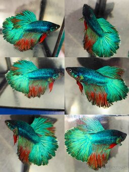 Betta Splendens - Bojovnica Pestrá. - 17