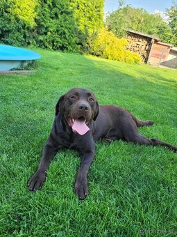 Šteniatka labrador a biely chlapec IHNEĎ - 17