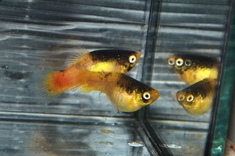 Spoločenské rybky dovoz 9.11 RK-BB - 17