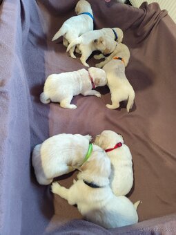 Zlatý retriever šteniatka - 17