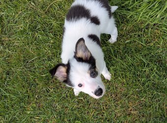 Border kolia tricolor - 17