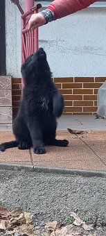 Nemecký ovčiak šteniatka - 17