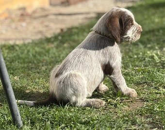 Taliansky spinone - 17