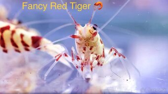Premium Caridina a Neocaridina - odber Ruzomberok - 17