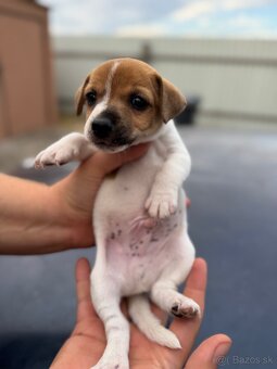 Jack Russel Terrier čistokrvné šteniatka - 17