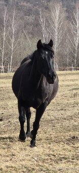 Zrebcek Aph   Buckskin overo/sabino - 17