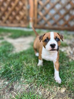 Americký stafordšírsky teriér - 17