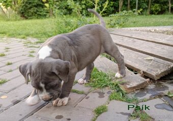 Americký stafordsirsky terier, american bully XL - 17