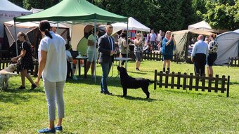 Labrador retriever - šteniatka - 17