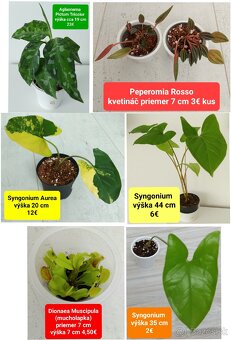 Izbové rastliny - 17
