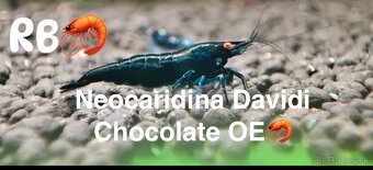 PREMIUM AKVA KREVETKY🦐Caridina a Neocaridina- Odber Zilina - 17