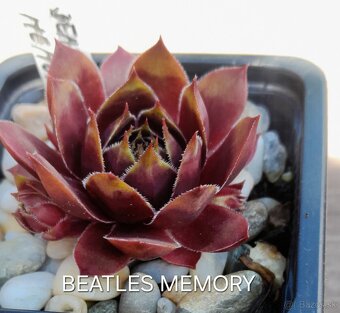 Skalné ruže - sempervivum - 17