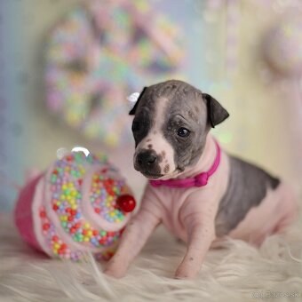 Americký bezsrstý teriér s PP FCI - 17