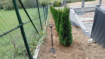 Tuja Smaragd, vavrínovec, červienka, gaštan - Prešov - 17