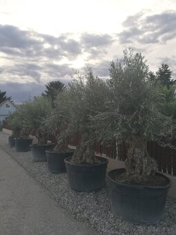 Olivovnik bonsai - 17