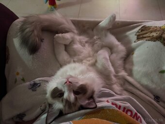 Mačiatka Ragdoll s PP - 17