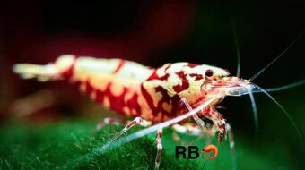 Krevetky Neocaridina, Caridina, Raciky, Raky a Akva Machy - 17