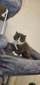 Ragdoll s britským bicolor mačiatka - 17