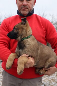 Nemecký ovčiak šteniatka s PP WORK line - 17