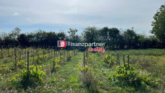 Usadlosť, pozemok 15000 m², Žemberovce, Levice - 17