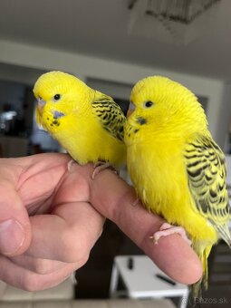 Andulka TCB Maznačik - 17