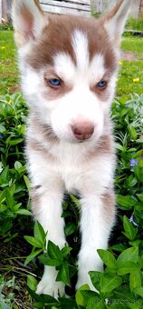 Sibirsky husky hasky - 17