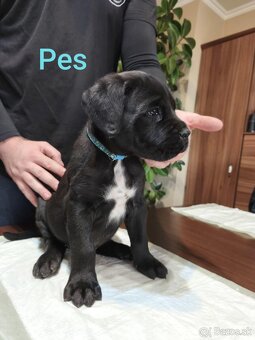 Cane Corso bez PP - 17