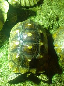 Želvy ostruhaté sulkata - 17