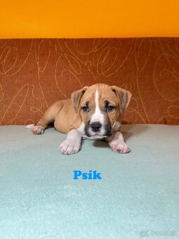 Americky Stafordšírský Terier šteniatka s PP - 17