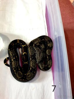 Veľhad královský - 17