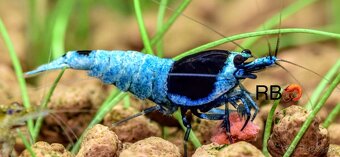 Premium Krevetky Neocaridna a Caridina - OSOBNY ODBER POPRAD - 17