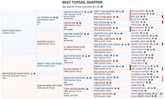 Bay hřebec American Quarter Horse, reining původ, matka s PE - 17